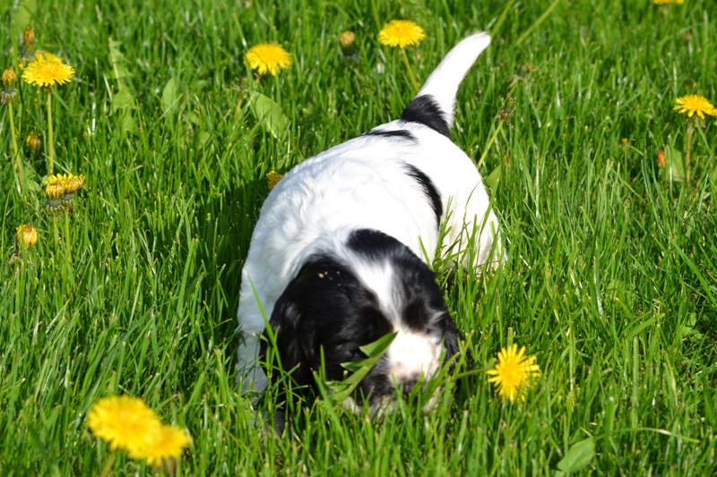 Vrh H a CH 16-Habi.JPG